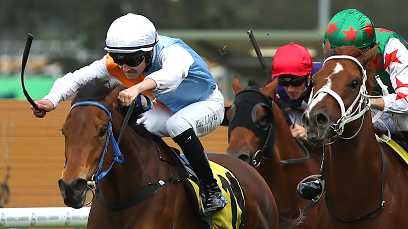 Proxima Dea might not have the looks, but she’s got the will to win Spring Champion