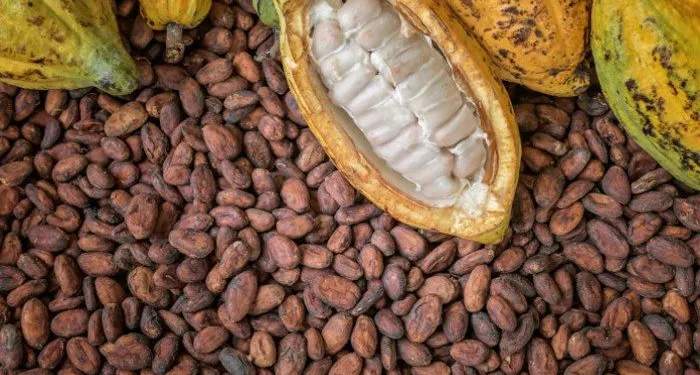 Europe wants deforestation-free cocoa. Can Ghana protect its farmers and its export market?