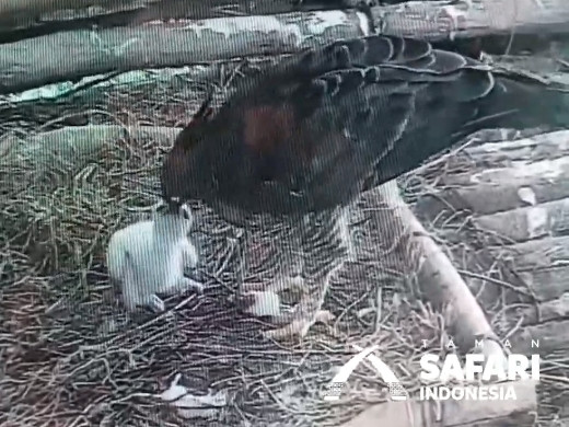 Javan hawk-eagle Garuda hatches before Independence Day celebrations