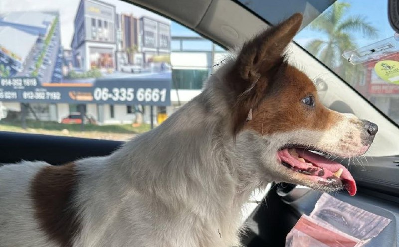 #NSTViral: Woman puts fear aside to rescue stray dog