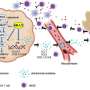 Study reveals how melanoma outmaneuvers both drugs and immune defenses