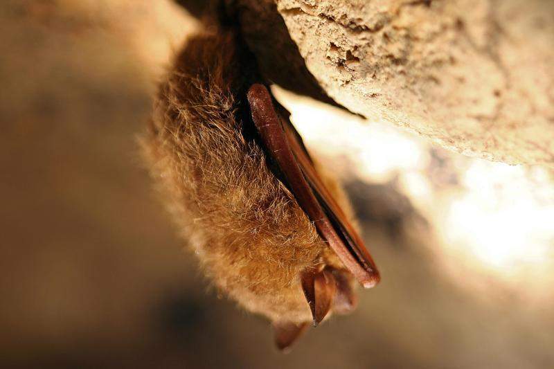 Non-profit asks Nova Scotians to ‘adopt’ a bat as part of conservation efforts