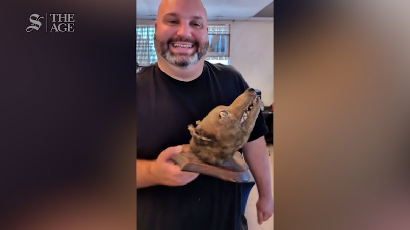 'Incredibly rare': Man snaps up surprise Tasmanian tiger head at auction