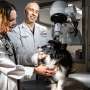 Canine cancer patients contribute to next-generation minimally invasive cancer therapies for dogs and humans
