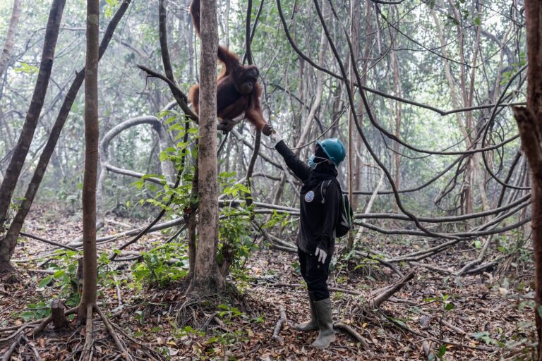Scorched sanctuaries: The race to save Borneo’s orangutans from fires