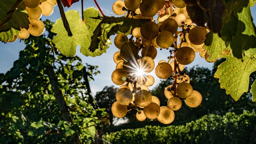 Gastronomy: Exclusive Top List: These 20 German Rieslings are among the world's top