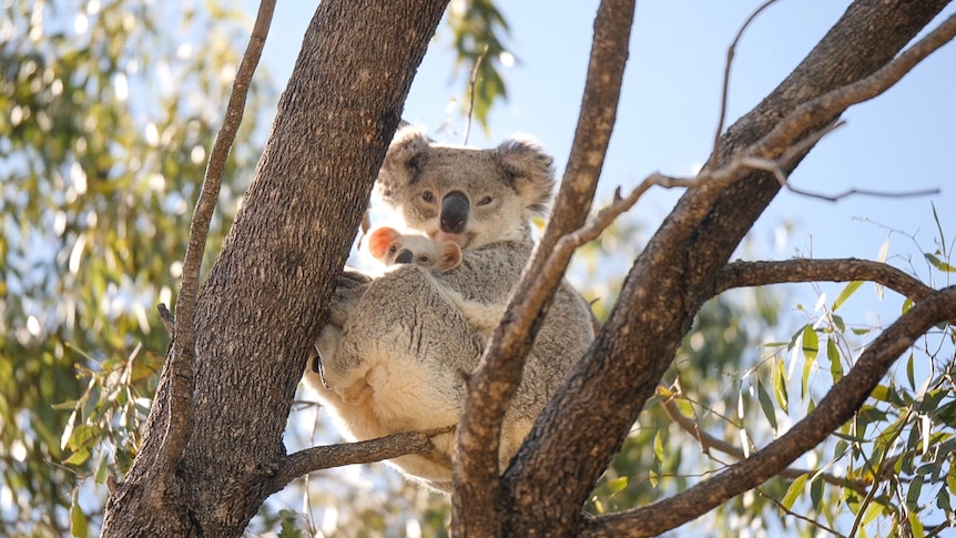 NSW's second-largest national park created to protect koalas