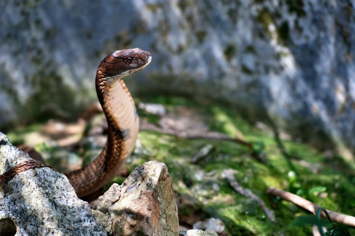 Middle schooler bitten by pet cobra, spotlighting illegal exotic pet ownership