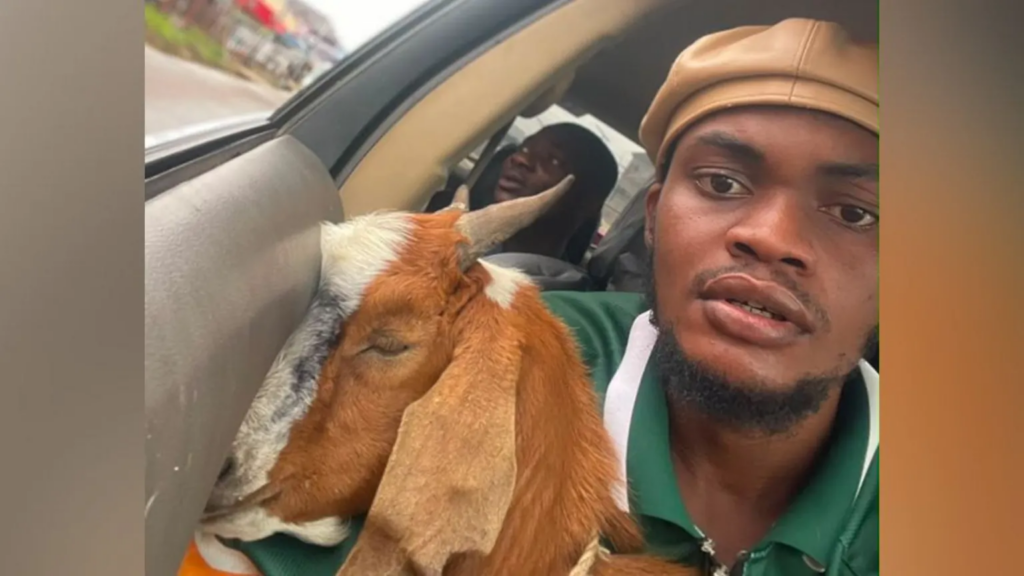 The goat is now a celebrity – how this graduation gift went viral