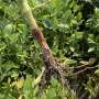 What is red crown rot? Expert explains emerging soybean pathogen