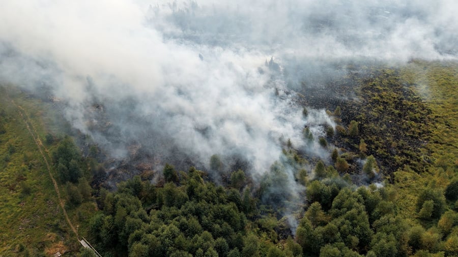 Waldbränden vorbeugen: Wie wird der Wald brandfester? Eichen als Feuerschutz