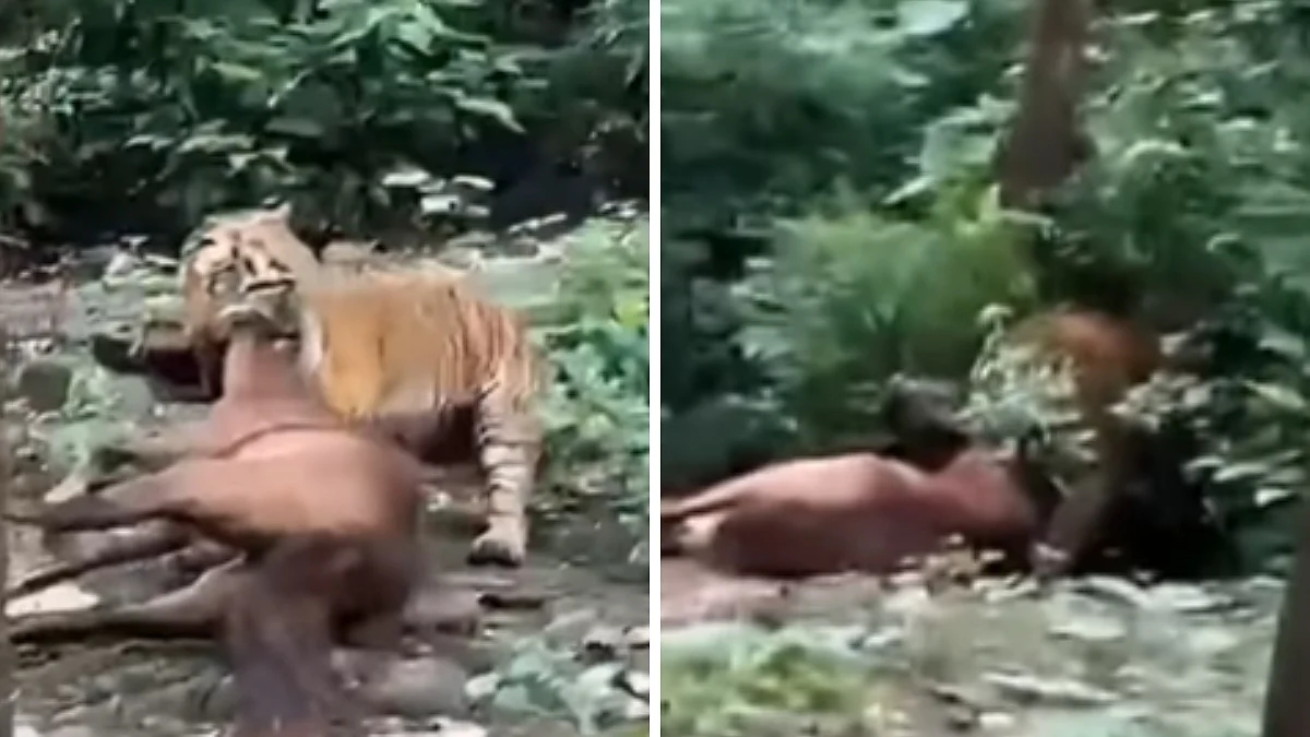 Uttarakhand Tiger Attack Viral Video: Tiger Kills Horse, Drags Carcass Into Forest Near Ramnagar In Broad Daylight