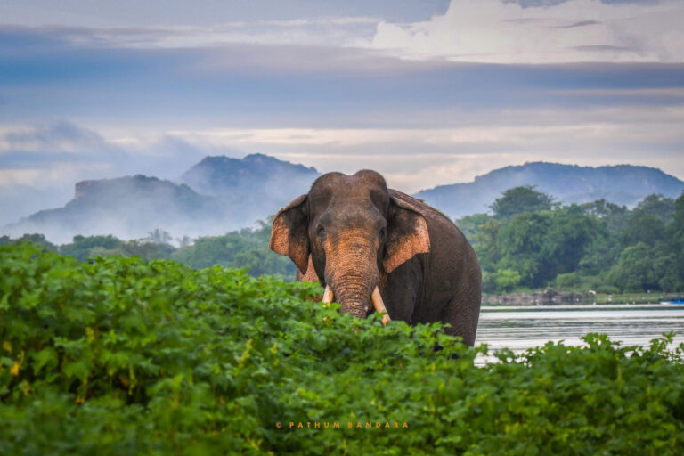 Death of iconic elephant in Sri Lanka pushes authorities to fast-track protection efforts