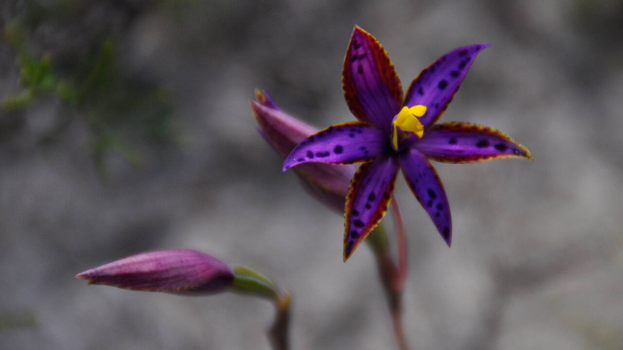 One cloned orchid seed produced 1,000 plants and its first flower
