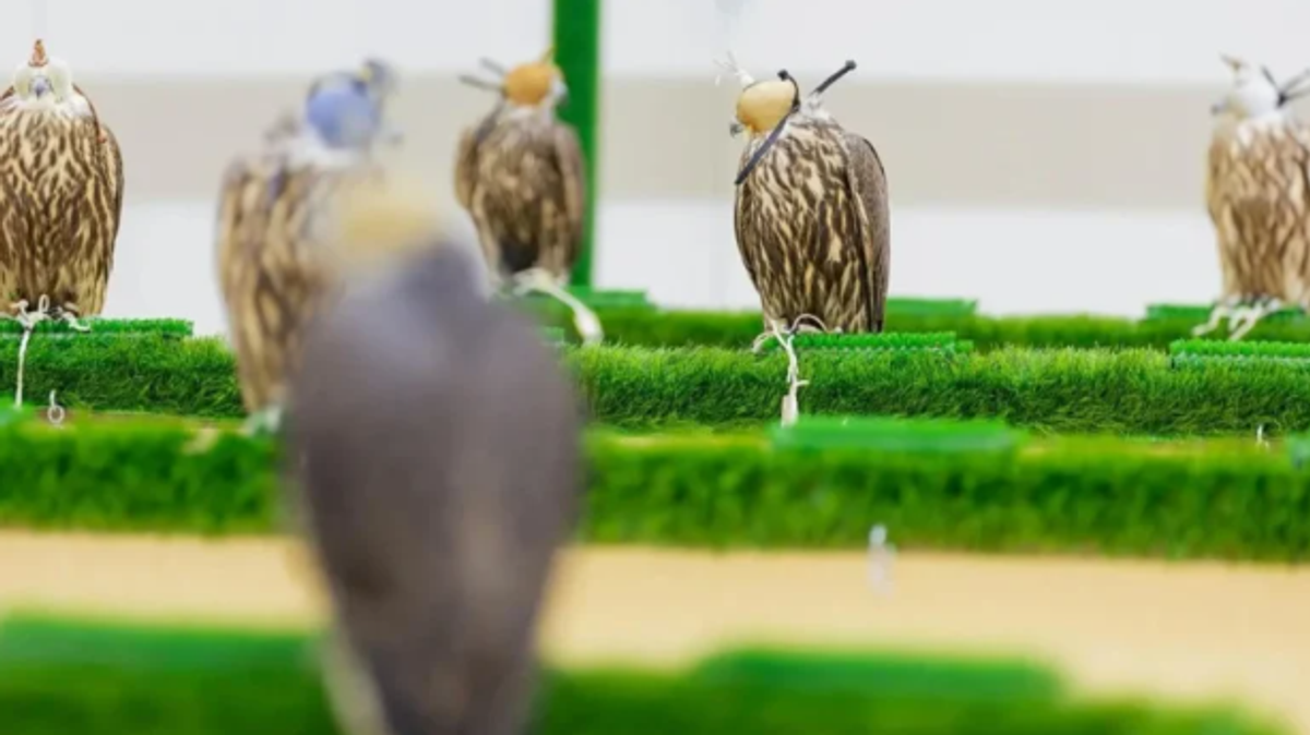 Comprehensive veterinary services boost falcon safety at 2026 International Auction