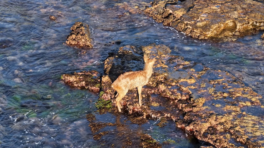 Deer stranded on rock shelf highlights looming urban pest problem