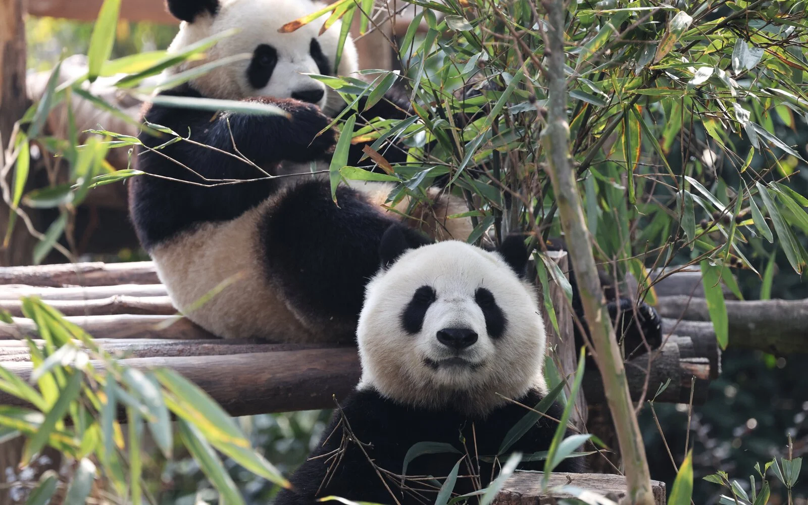 China’s panda diplomacy is losing its charm