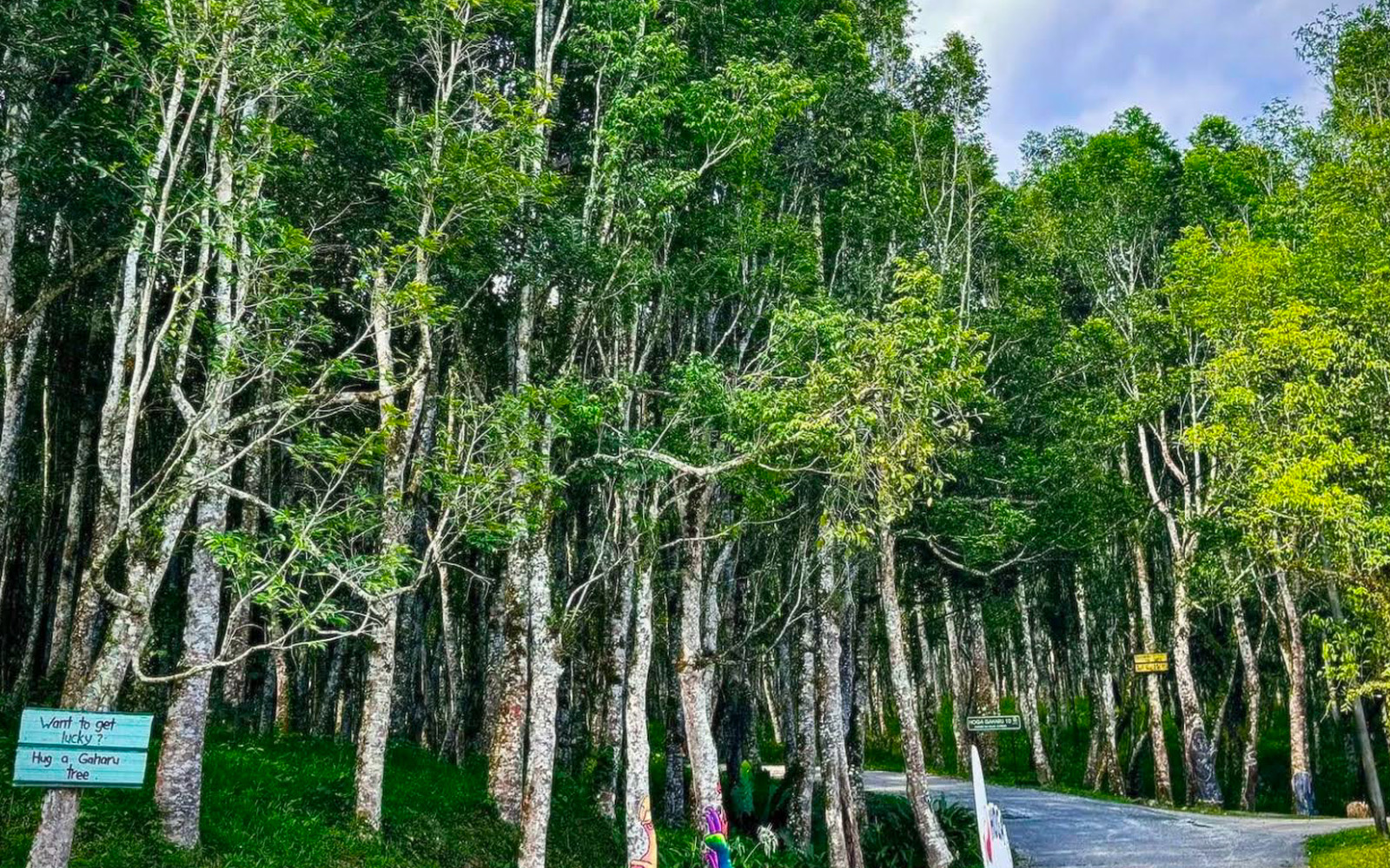 Could AI help protect Malaysia’s precious gaharu trees?