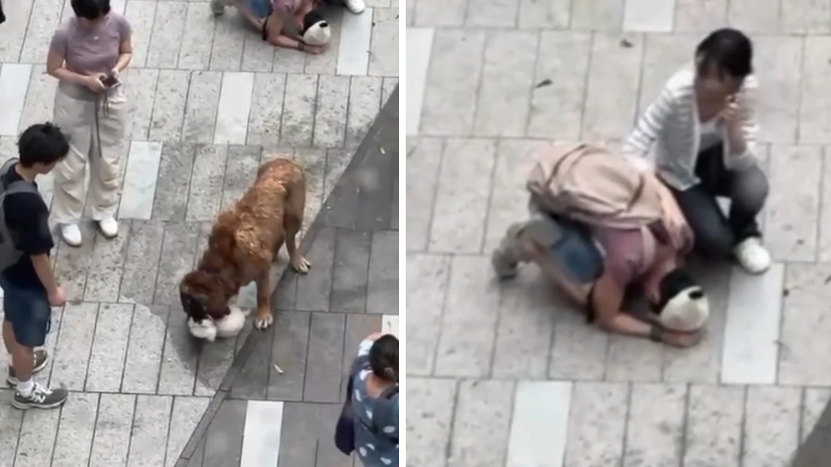 Hong Kong Dog Attack Video: 60kg Unleashed Canine Fatally Mauls Poodle, Attacks Bichon Frise In Broad Daylight