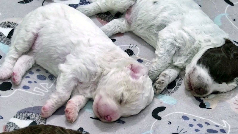 In troubled times, Finland’s public broadcaster has an answer: puppies