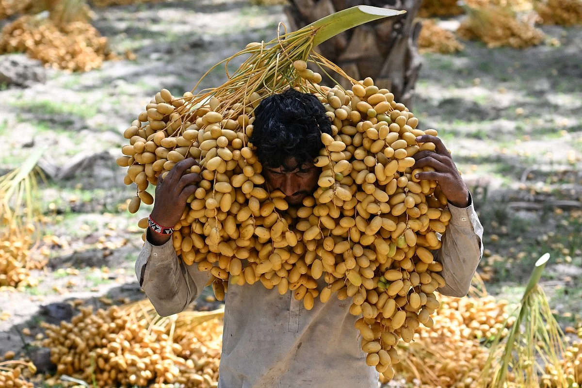 Pakistan’s dates: A sweet harvest rooted in tradition