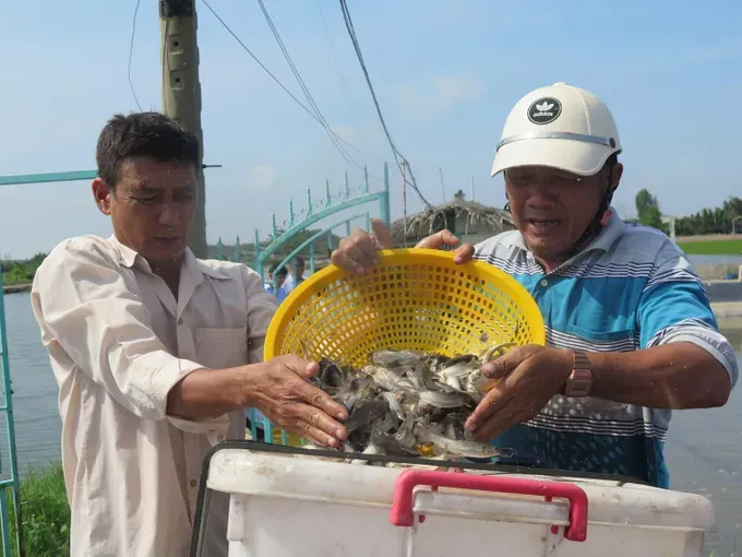 An Thoi Dong farmers prosper from aquaculture potential