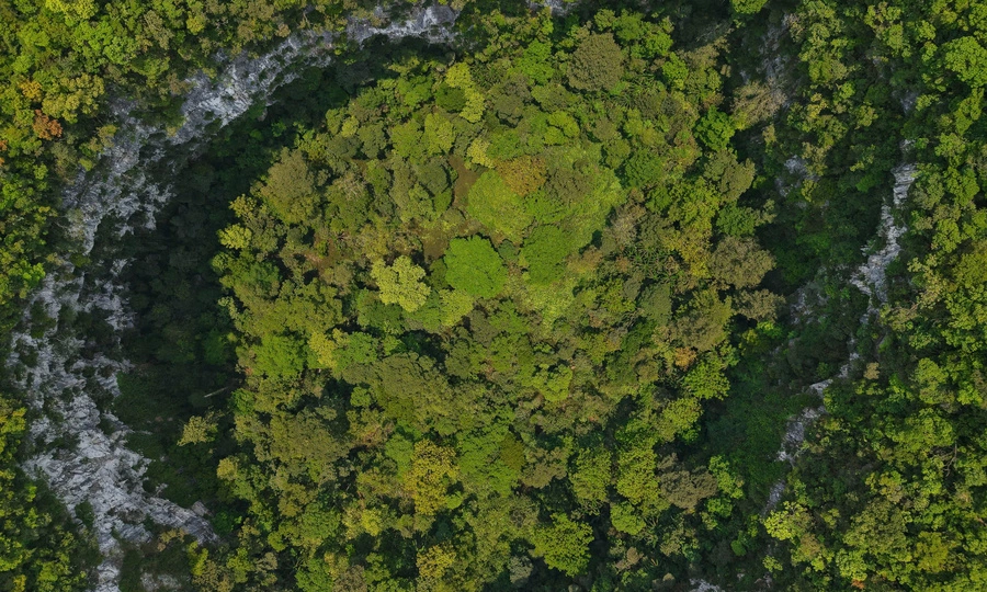 Primeval forest grows at bottom of 120-meter-deep sinkhole in central Vietnam