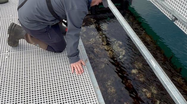Northern Ireland’s first floating oyster reef opened in north Antrim