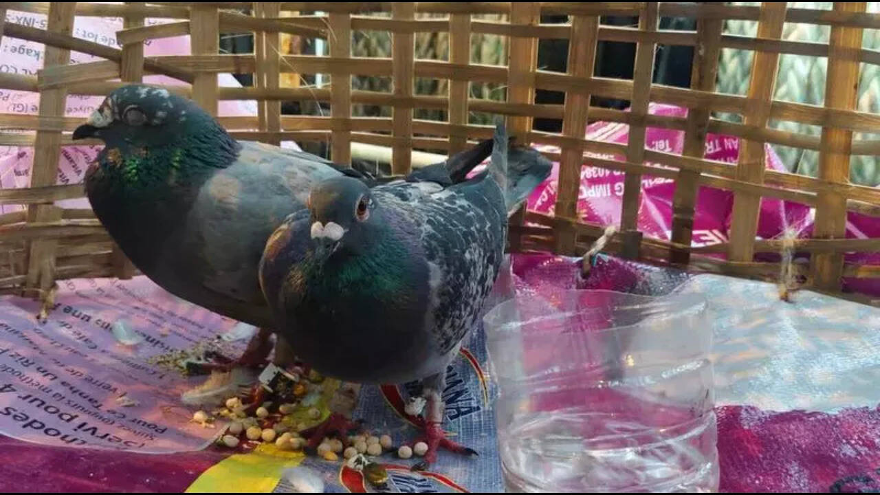 Suspicious pigeon with coded ring, Pak currency causes a flutter in Jammu