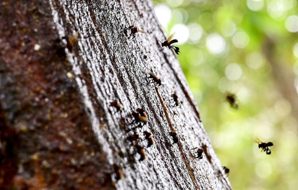 This Terengganu repository brings rare stingless bees, giant lilies and lost palms together