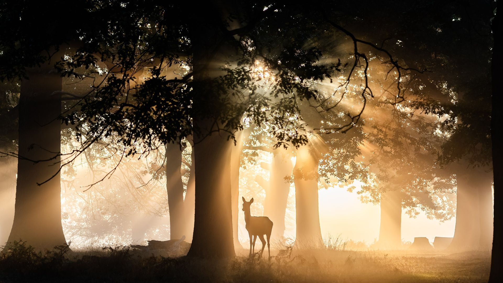 Glowing photo of deer at sunrise is the perfect example of why good photographs don’t need “good weather”