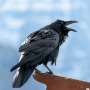 Egg oiling offers a targeted way to reduce raven predation on vulnerable prey
