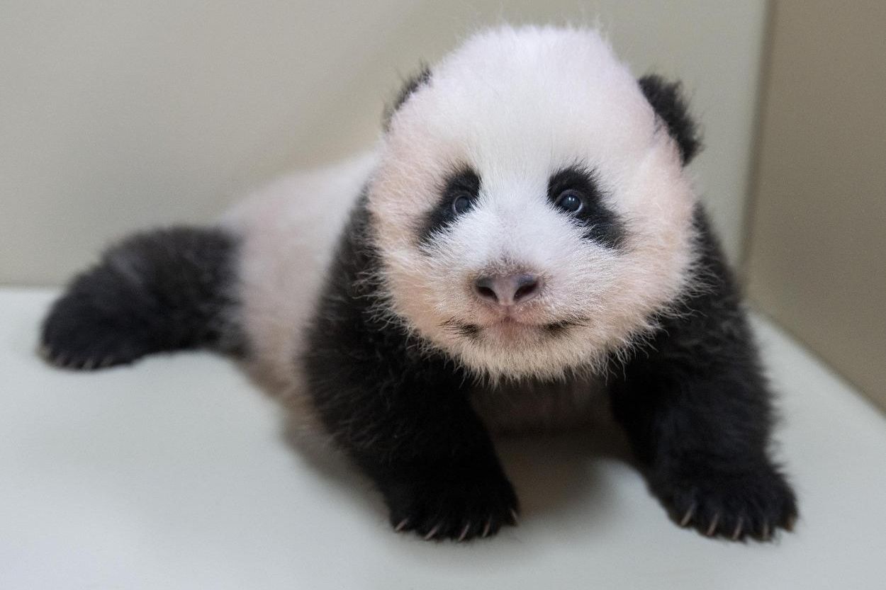 Big choice, small bear: Korea casts ballots for baby panda's name