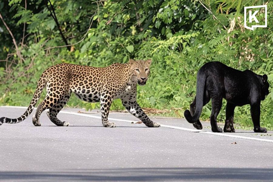 Five black leopards and leopards spotted together in Kaeng Krachan forest