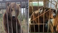 From Russian cages to Irish sanctuary: The five-year rescue journey of Bu and Tyapa