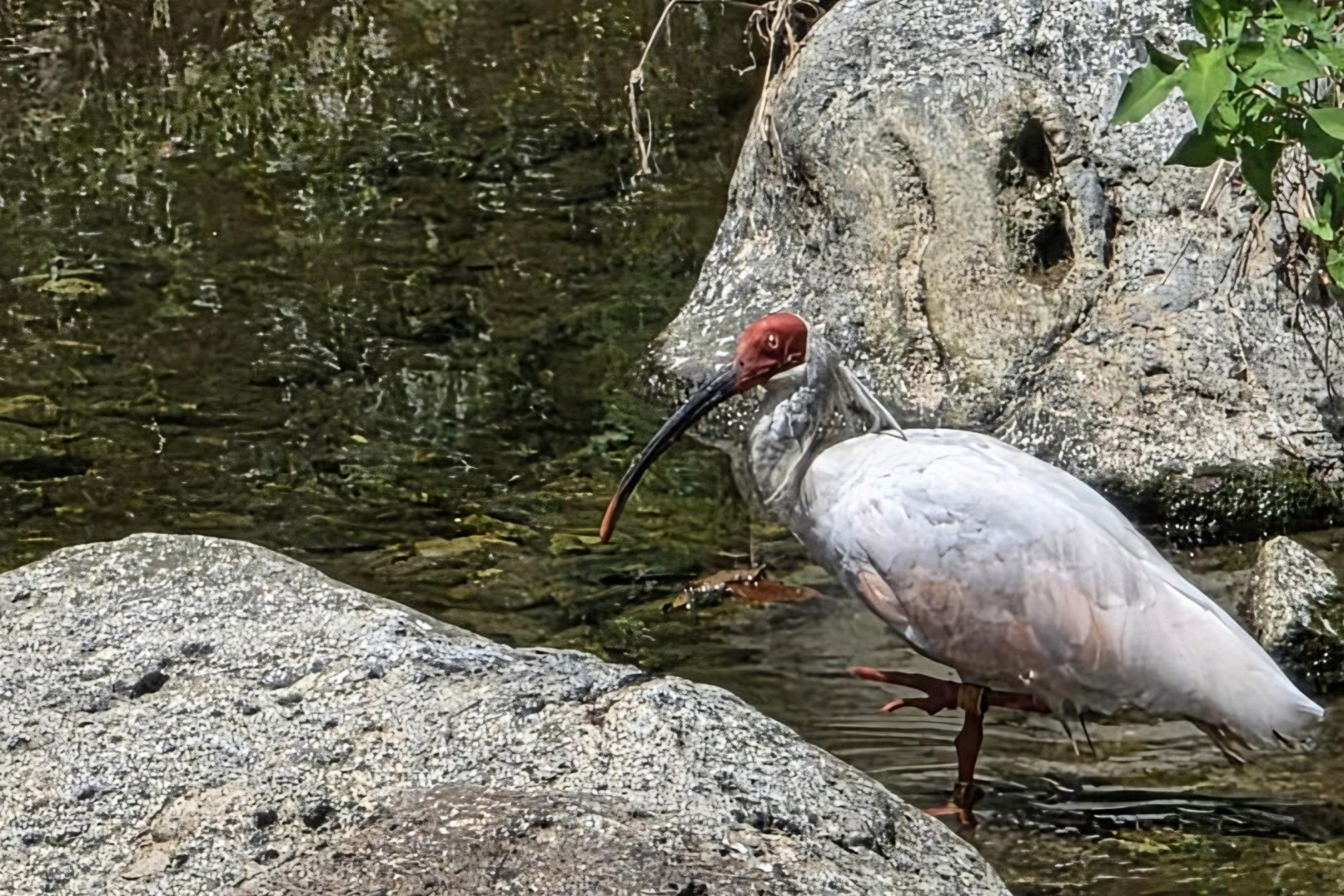 Rare crested ibis spotted in Gwangneung Forest northeast of Seoul