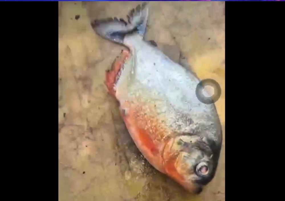 No piranha found or caught at Klau Dam, but presence not ruled out, says Fisheries Dept