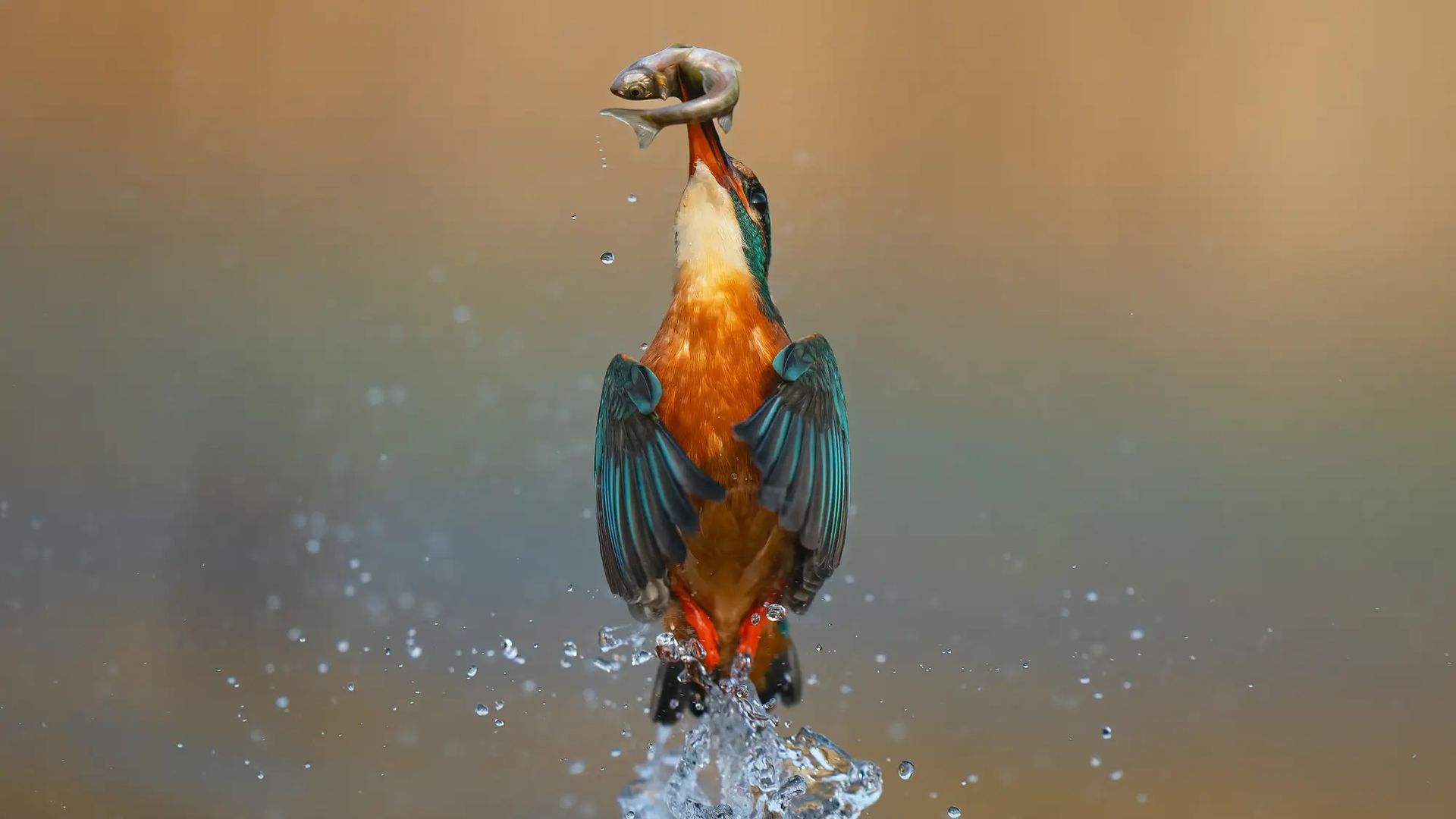 Still a great camera, Sony A9's power and precision capture a kingfisher with freshly caught fish