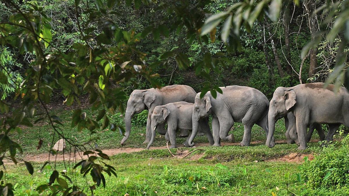 Keralam government hikes compensations for human-wildlife conflict victims by 25%