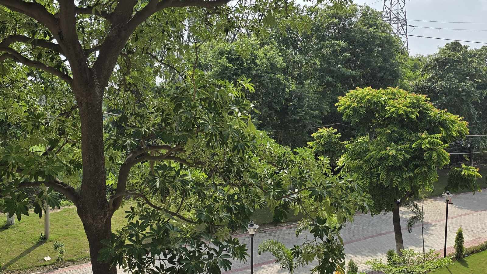 In first-ever tree census for a Punjab city, Ludhiana maps and geo-tags 2 lakh trees