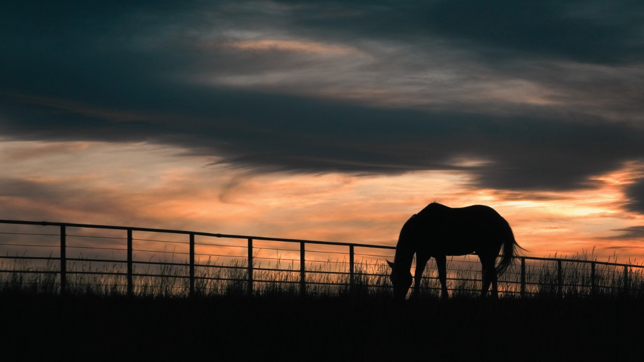 Florida approves $12.9m easement to protect 5,610 acres of family ranch