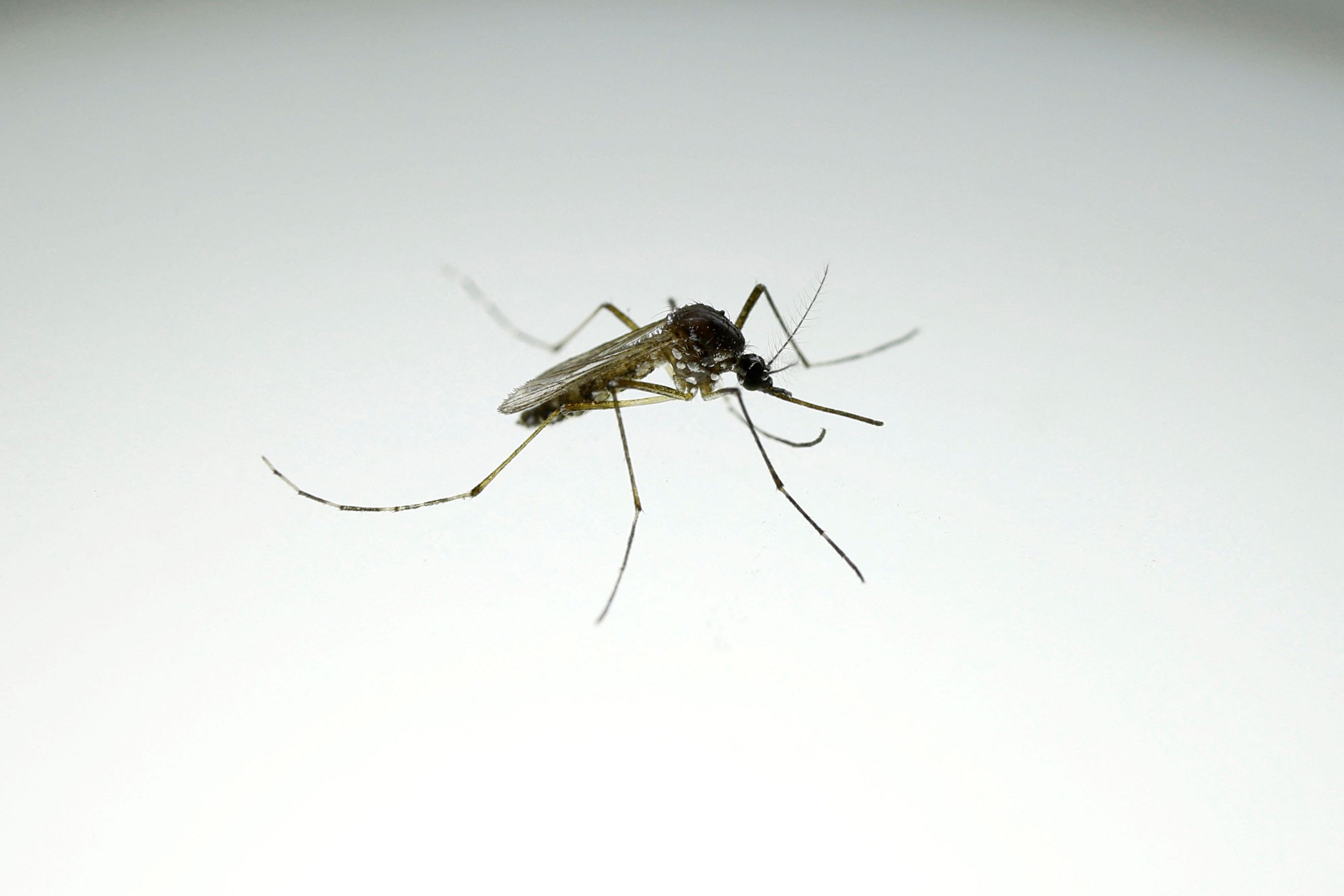 Barcelona fights mosquito-borne illness with parasites