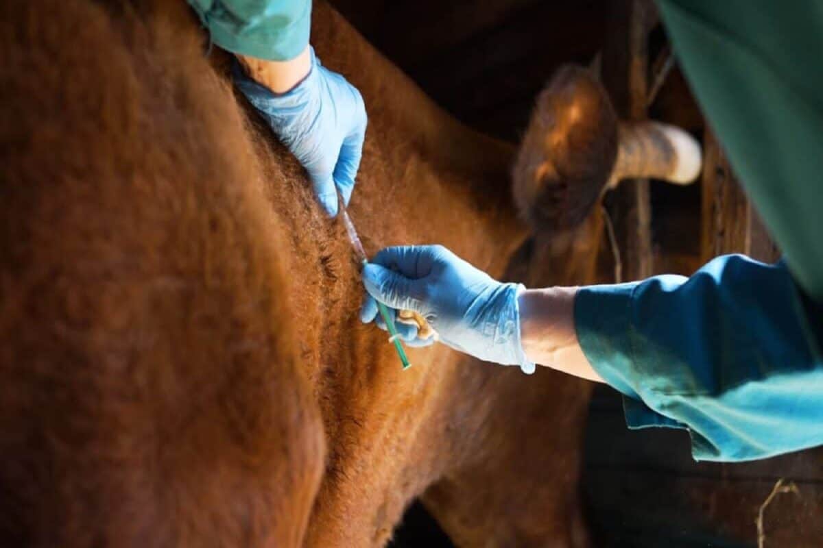 Farmers welcome progress on private FMD vaccine rollout