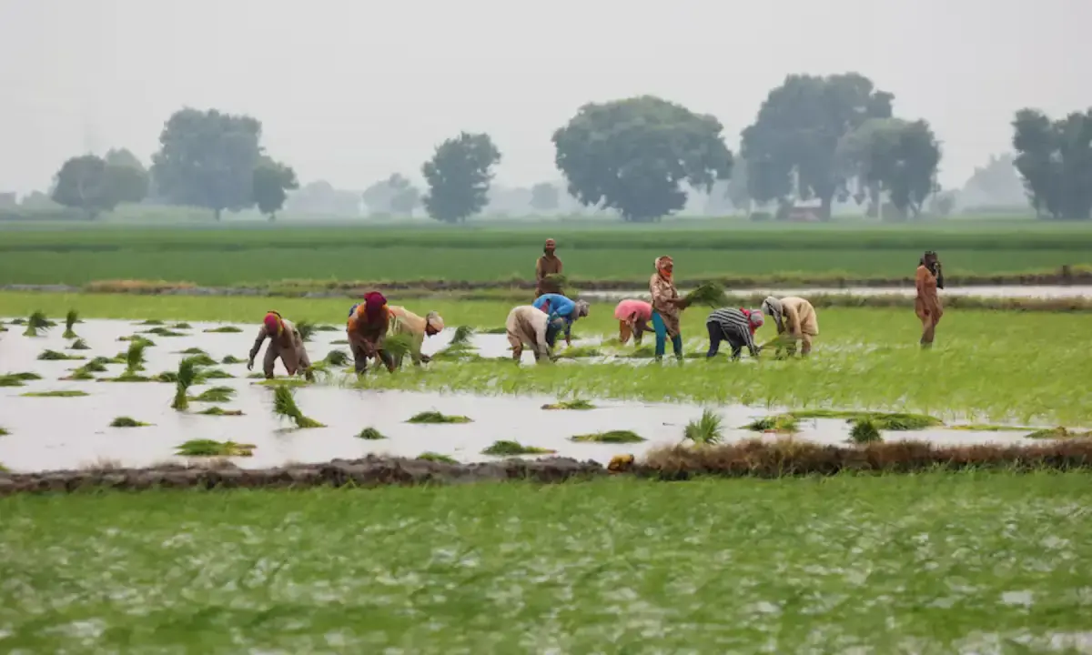 Brewing crisis of shrinking farm size in Pakistan