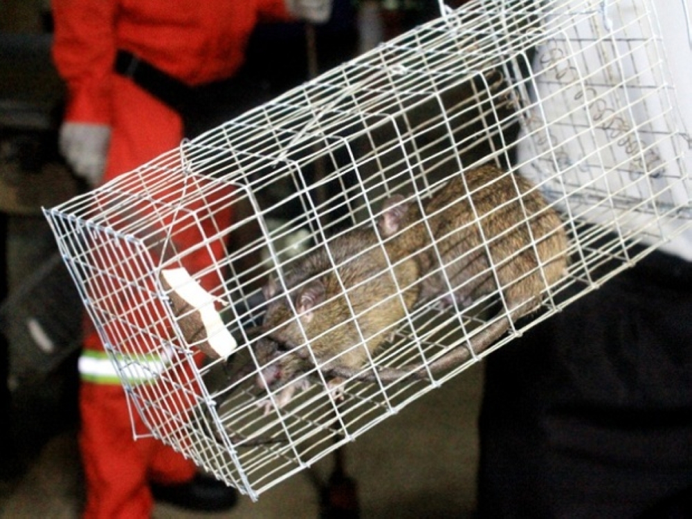 Rat on camera, inspectors at your door: Bukit Bintang tops KL’s closure list, and DBKL isn’t waiting for complaints this time