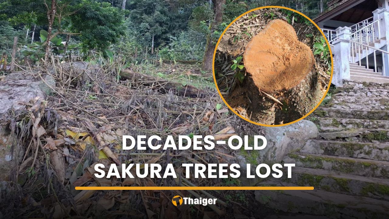 11 Thai sakura cut without permit at Chiang Mai viewpoint