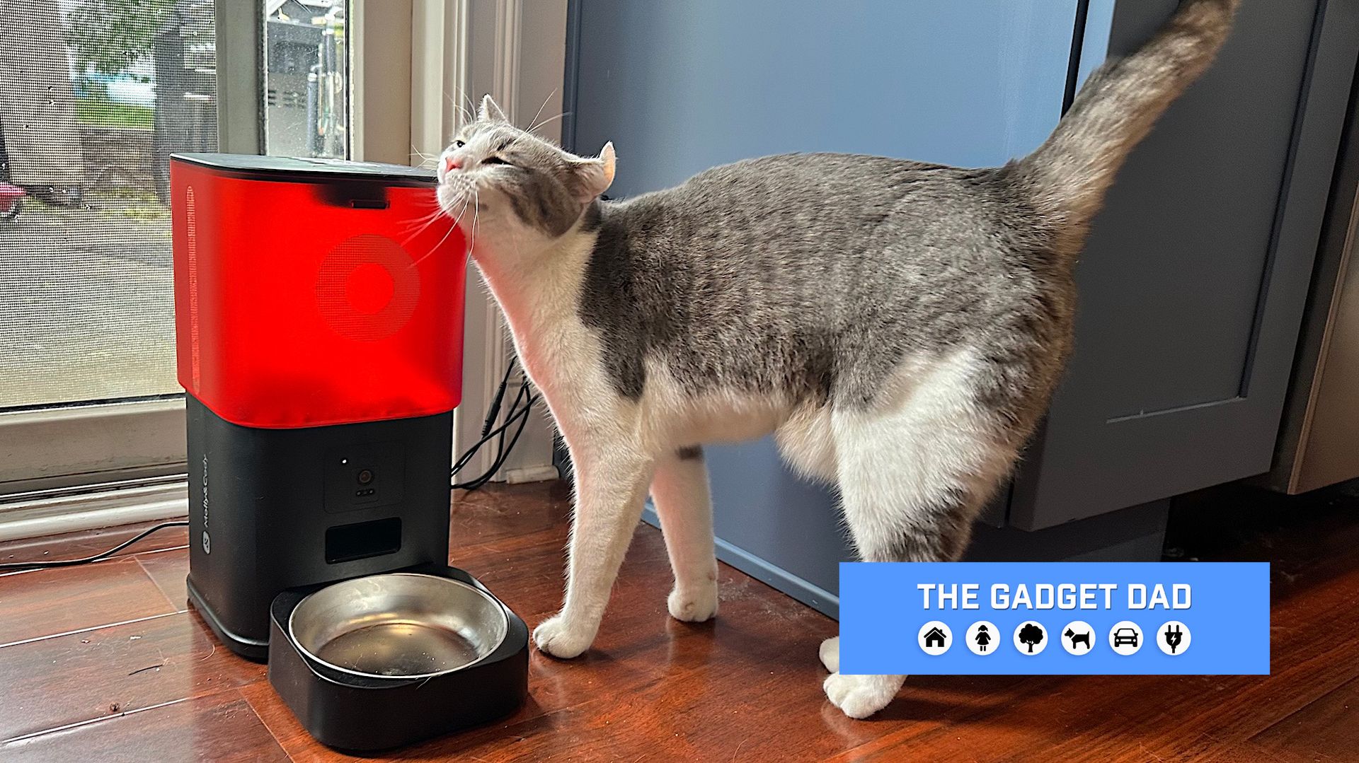 My cats tested two smart pet feeders — this is the one they thought was purrrfect