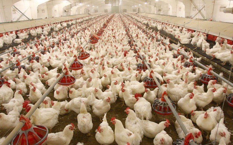 Poultry products to witness 15% rise in prices ahead of Christmas – farmers warn