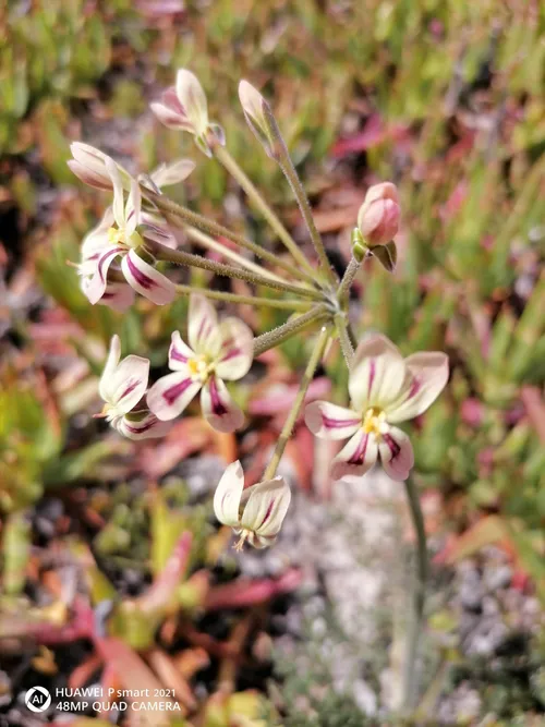 R80,000 fine and nature reserve ban for Cape Town indigenous plant thief
