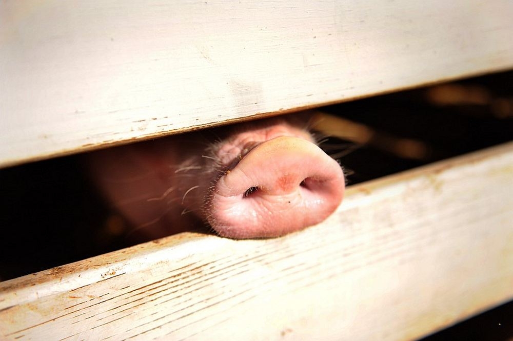 Live pig imports from Sarawak to Selangor subject to strict controls since July 2025, says deputy minister